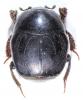 Saprinus aegialius